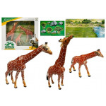 Žirafy 3 kusy + pozadie